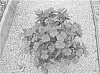 Impatiens%20x%20hybrida%20hort%20%27SAKIMP039%27