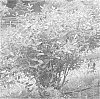 Lonicera%20caerulea%20ssp.%20emphyllocalyx%20%27Hoka%27