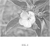 Malus%20%27Antietam%20Blush%27