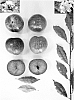 Prunus%20salicina%20%27PLUMSWEET%20XIX%27