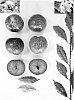 Prunus%20salicina%20%27PLUMSWEET%20XIX%27