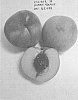 Prunus%20persica%20%27Burpeachthirtyseven%27