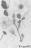 Clematis%20viticella%20%27Evipo052%27