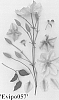 Clematis%20viticella%20%27Evipo057%27