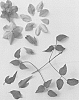 Clematis%20viticella%20%27Evipo067%27