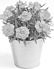 Dianthus%20caryophyllus%20%27KLEDP15179%27