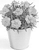 Dianthus%20caryophyllus%20%27KLEDP15179%27