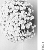 Chrysanthemum%20x%20morifolium%20Ramat.%20%27Zanmuaval%20Yelimp%27