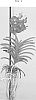 Vanda%20Jones%20ex%20R.%20Br.%20%27SPCDW1515%27