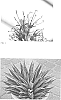 Manfreda%20x%20Agave%20hybrid%20%27Pineapple%20Express%27