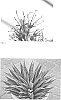 Manfreda%20x%20Agave%20hybrid%20%27Pineapple%20Express%27