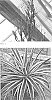 Manfreda%20x%20Agave%20hybrid%20%27Kaleidoscope%27