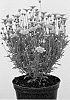 Coreopsis%20grandiflora%20x%20Coreopsis%20verticillata%20%27URIGS01%27
