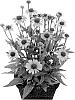 Echinacea%20purpurea%20%27Hilmooocosy%27
