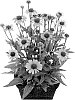 Echinacea%20purpurea%20%27Hilmooocosy%27