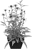 Echinacea%20purpurea%20%27HILMOOOJOY%27