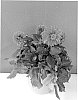 Dahlia%20plant%20named%20%27BKDAMPE%27