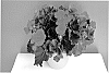 Begonia%20plant%20named%20%27BKPBECLR%27