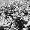 Lonicera%20caerulea%20ssp.%20emphyllocalyx%20%27Kuchi%27