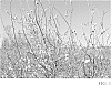Vaccinium%20ashei%20%27T-1101%27