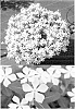 Catharanthus%20roseus%20%27Suncatfe%2043%27