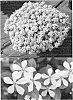 Catharanthus%20roseus%20%27Suncatfe%20185%27