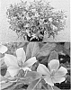 Catharanthus%20roseus%20%27Suncatso%2023%27