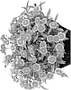 Dianthus%20L.%20%27Hilbeaolwild%27