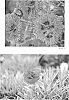 Dianthus%20hybrid%20%27Spiked%20Punch%27