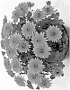 Chrysanthemum%20x%20morifolium%20%27Fidmerbrobimp%27