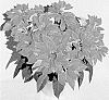 Euphorbia%20x%20hybrid%20%27PER35_11%27