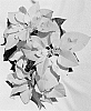 Euphorbia%20pulcherrima%20Willd.%20%27PER7_13%27