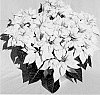 Euphorbia%20x%20hybrid%20%27PER12_%2011%27