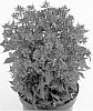 Phlox%20paniculata%20%27Barphearcer%27