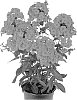 Phlox%20paniculata%20%27Barphflare%27