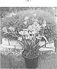 Anigozanthos%20hybrid%20%27KP03%27