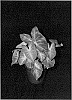 Caladium%20x%20hortulanum%20%27Berries%20N%27%20Burgundy%27