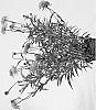 Echinacea%20hybrida%20%27Minbel252%27