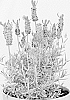 Lavandula%20stoechas%20%27Anouk%20Deluxe%201312%27