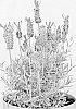 Lavandula%20stoechas%20%27Anouk%20Deluxe%201312%27