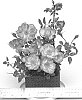 Rosa%20hybrida%20%27WEKsurdicla%27