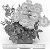 Rosa%20hybrida%20%27WEKsolcibarko%27