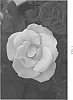 Rosa%20hybrida%20%27cv.%20Radnectar%27
