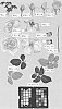 Rosa%20hybrida%20%27Meinostair%27