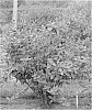 Lonicera%20caerulea%20ssp.%20emphyllocalyx%20%27Kaido%27