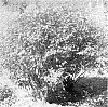 Lonicera%20caerulea%20ssp.%20emphyllocalyx%20%27Chito%27