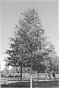 Quercus%20palustris%20%27Woodside%20Splendor%27