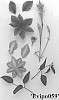 Clematis%20viticella%20%27Evipo059%27