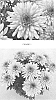 Chrysanthemum%20x%20morifolium%20%27CIDZ0061%27