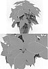 Euphorbia%20pulcherrima%20Willd.%20ex%20Klotzsch%20x%20Euphorbia%20cornastra%20%27Bonpri%201095%27